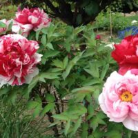 Paeonia suffr. 'Shima Nishiky'