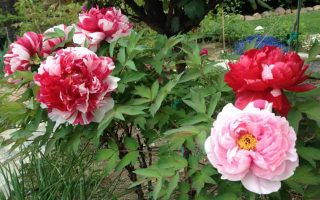 Paeonia suffr. 'Shima Nishiky'