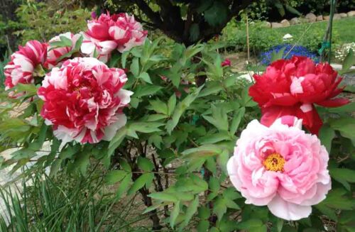 Paeonia suffr. 'Shima Nishiky' - Obrázek 1