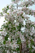 Malus 'Red Jade' - Obrázek 2