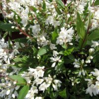 Deutzia gracilis 'Nikko' 20–30 cm