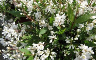 Deutzia gracilis 'Nikko' 20–30 cm