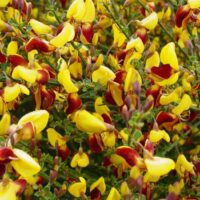 Cytisus 'Andreanus' 30–40 cm