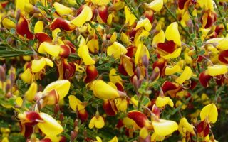 Cytisus 'Andreanus' 30–40 cm