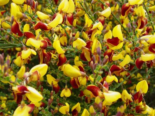 Cytisus 'Andreanus' 30–40 cm - Obrázek 1