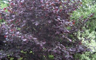 Corylus maxima 'Purpurea'