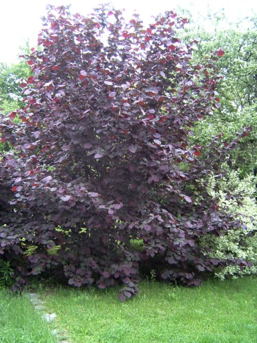 Corylus maxima 'Purpurea' - Image 1