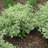 Cornus alba 'Ivory Hallo'® 30–40 cm