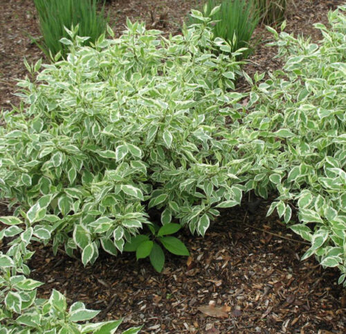 Cornus alba 'Ivory Hallo'® 30–40 cm - Obrázek 1