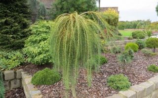 Larix decidua 'Puli'
