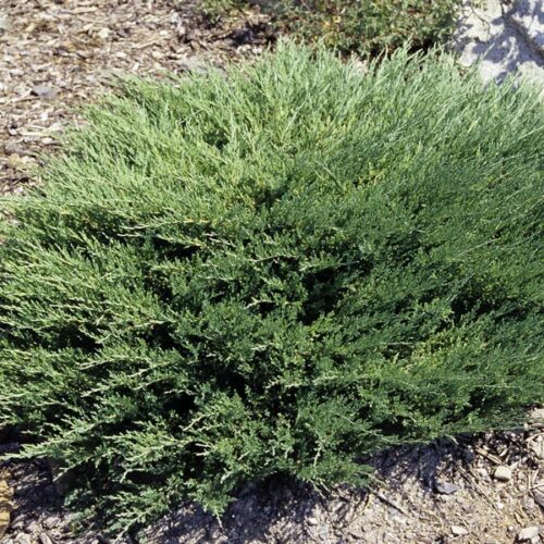 Juniperus horizontalis 'Andorra Compact' - Obrázek 1