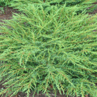 Juniperus communis 'Green Mantle'