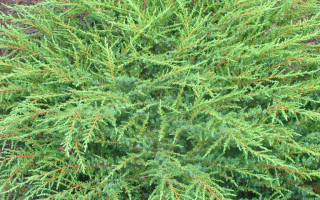 Juniperus communis 'Green Mantle'