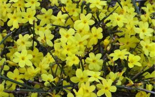 Jasminum nudiflorum 40 cm
