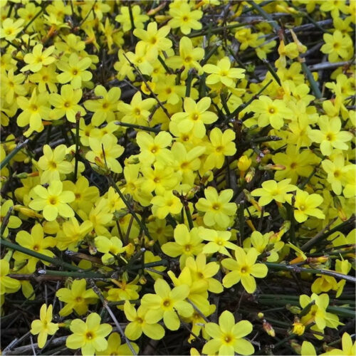 Jasminum nudiflorum 40 cm - Obrázek 1