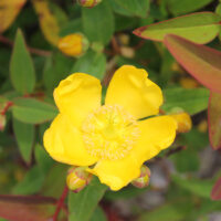 Hypericum 'Hidcote' 0,5 – 1 M