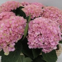 Hydrangea serrata 'Magic Pillow' 30–40 cm