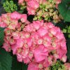 Hydrangea macrophylla 'Rosita' - Kontejner 1,5 l, v. 35-40 cm