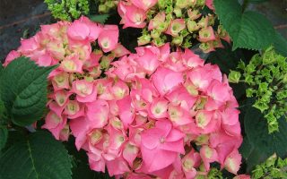 Hydrangea macrophylla 'Rosita'