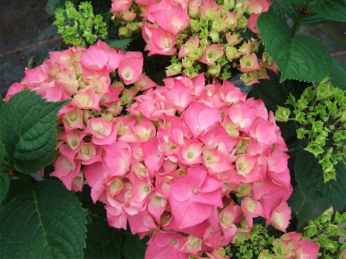 Hydrangea macrophylla 'Rosita' - Obrázek 1