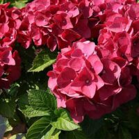 Hydrangea macr. 'Red Baron' 20–30 cm