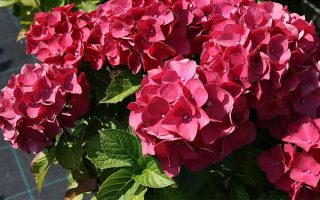 Hydrangea macr. 'Red Baron' 20–30 cm