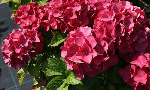 Hydrangea macr. 'Red Baron' 20–30 cm - Obrázek 1