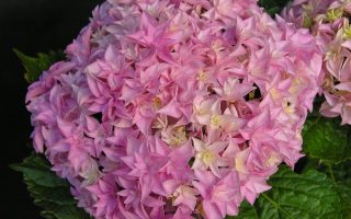 Hydrangea macr. 'Perfection'® 20–30 cm