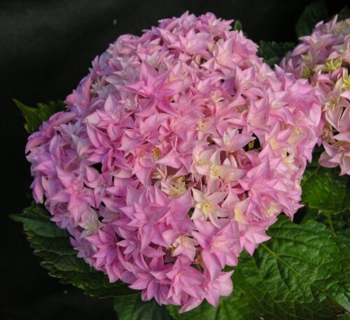 Hydrangea macr. 'Perfection'® 20–30 cm - Obrázek 1