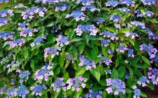 Hydrangea macr. 'Mariesii Perfecta' 20–30 cm