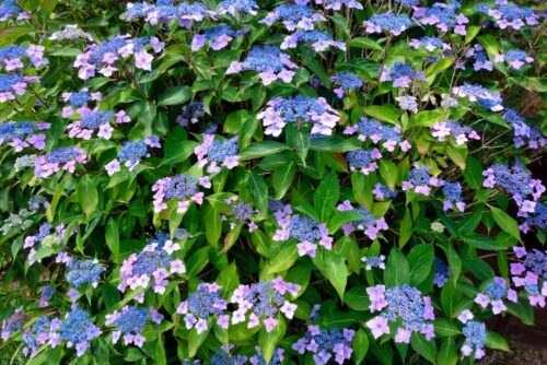 Hydrangea macr. 'Mariesii Perfecta' 20–30 cm - Obrázek 1