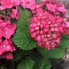 Hydrangea macrophylla 'Leuchtfeuer' - Kontejner 2 l, v. 20-30 cm