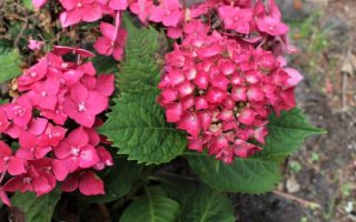 Hydrangea macrophylla 'Leuchtfeuer'