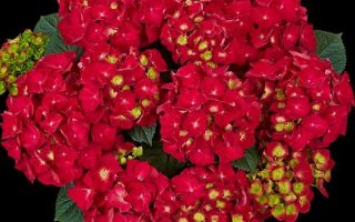 Hydrangea macr. 'Speedy Red'