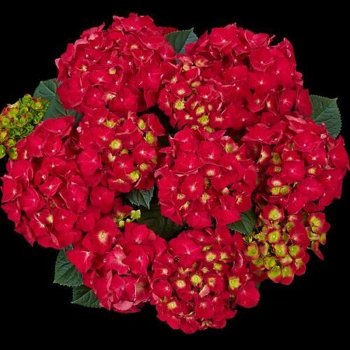 Hydrangea macr. 'Speedy Red' - Obrázek 1