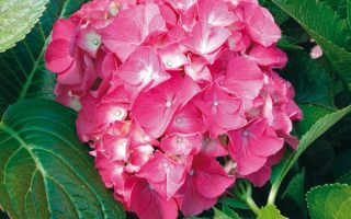 Hydrangea macr. 'Sibilla' 20–30 cm