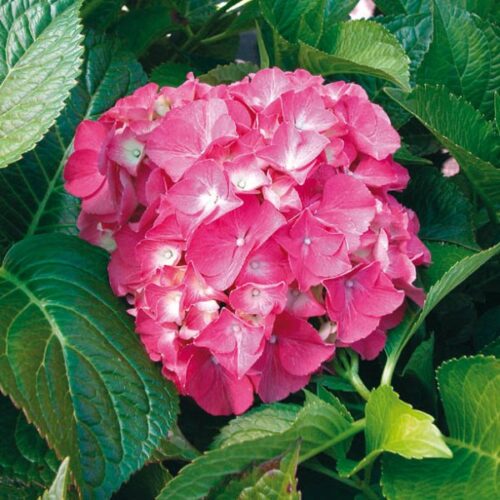 Hydrangea macr. 'Sibilla' 20–30 cm - Obrázek 1