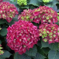 Hydrangea macrophylla 'Royal Red'