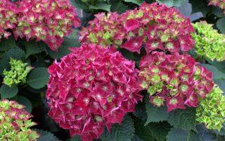 Hydrangea macrophylla 'Royal Red'