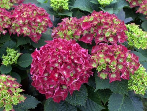 Hydrangea macrophylla 'Royal Red' - Obrázek 1