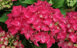 Hydrang macr. 'Hot Red'