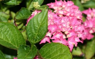 Hydranga macr. 'Pia' 20–30 cm