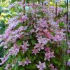 Clematis 'Hagley Hybrid' - C2,5L-vyvaz.