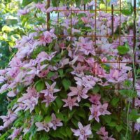 Clematis 'Hagley Hybrid'