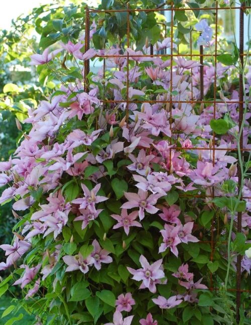 Clematis 'Hagley Hybrid' - Obrázek 1