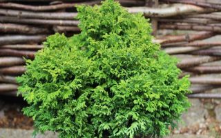 Chamaecyparis pisifera 'Nana'