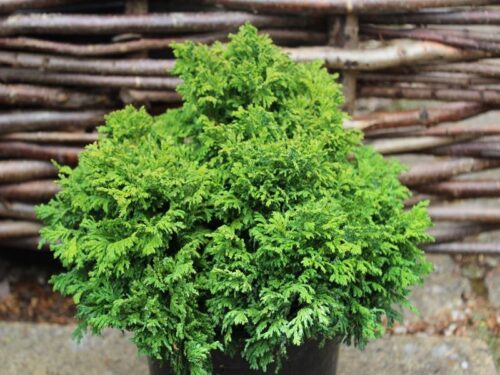 Chamaecyparis pisifera 'Nana' - Obrázek 1