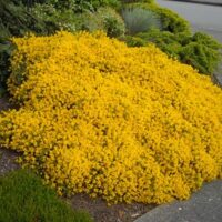 Genista pilosa 'Vancouver Gold' 25–30 cm