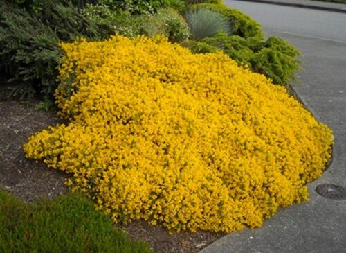 Genista pilosa 'Vancouver Gold' 25–30 cm - Obrázek 1