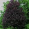 Fagus sylvatica 'Rohanii' - Kontejner 5 l, v. 125-150 cm (VŘETENO)